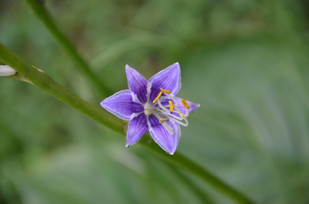 bohyška nafúknutá 'Aureomaculata' (Hosta ventricosa 'Aureomaculata')