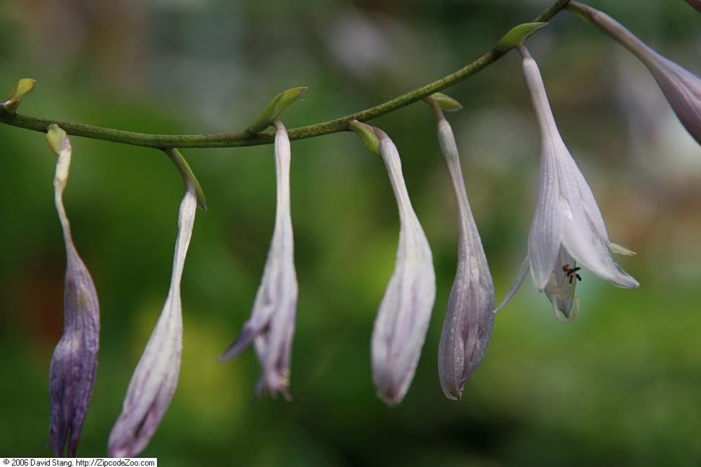 bohyška zvlnená 'Albo-marginata' (Hosta undulata 'Albo-marginata')