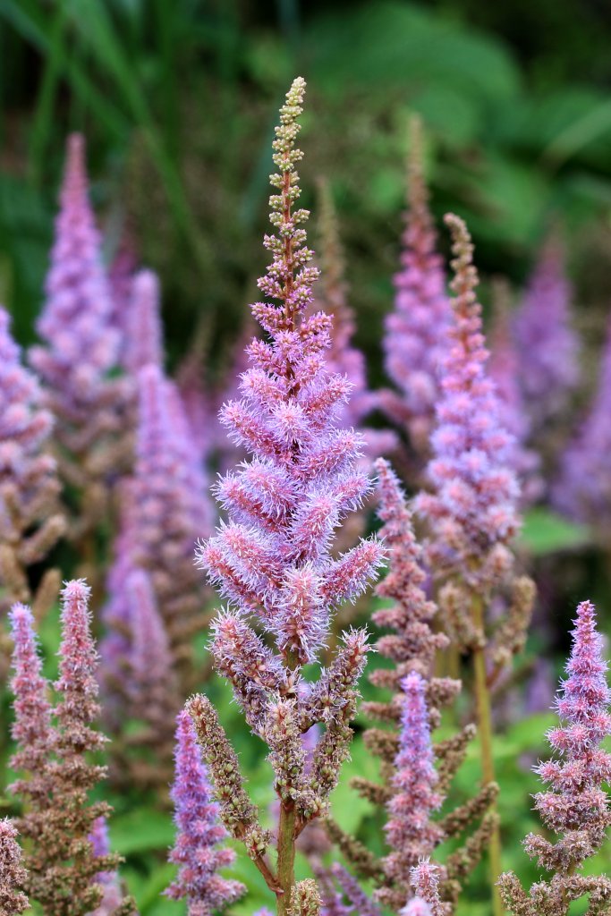 čechráč čínsky 'Pumila' (Astilbe chinensis 'Pumila')