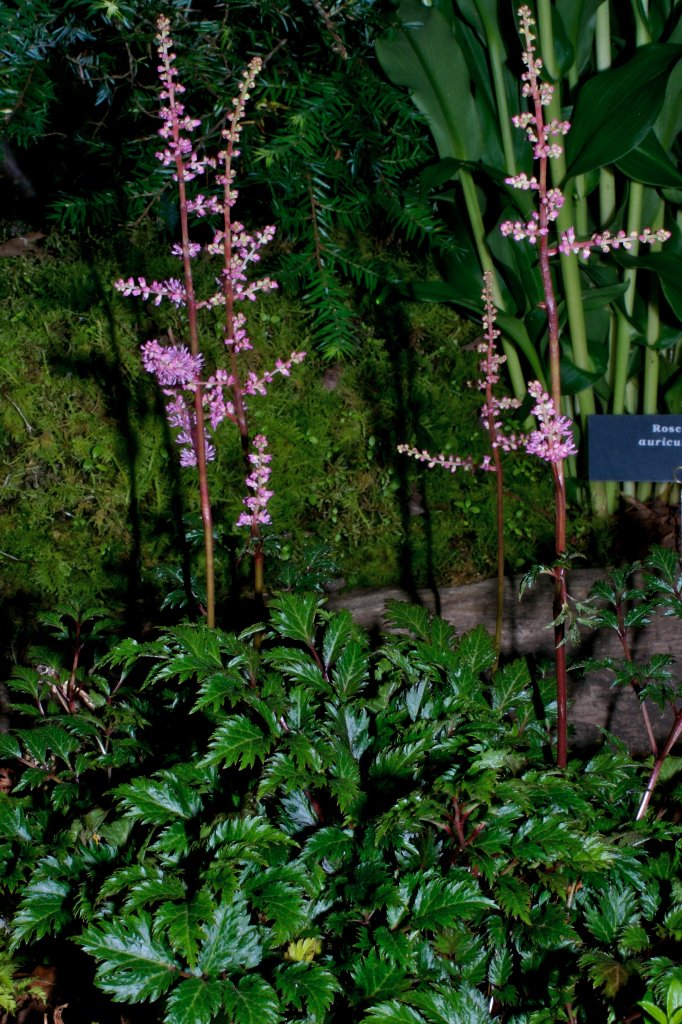 čechráč 'Lilliput' (Astilbe crispa 'Lilliput')