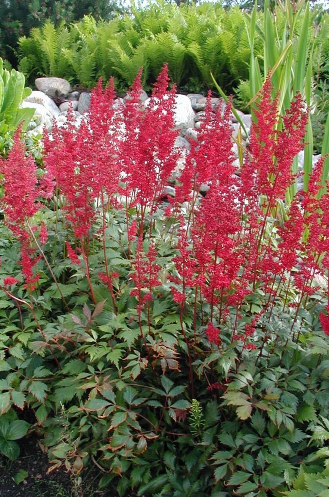 čechrica záhradná 'Fanal' (Astilbe x arendsii 'Fanal')