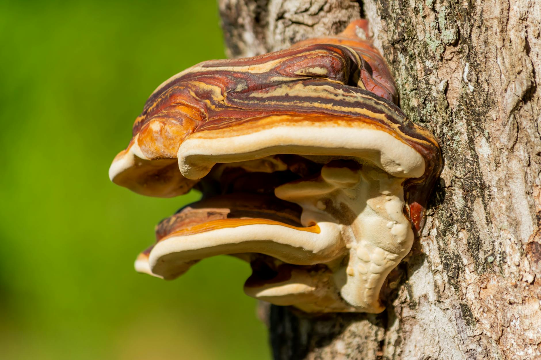 Pečeňovec dubový (Fistulina hepatica): huba ničiaca duby