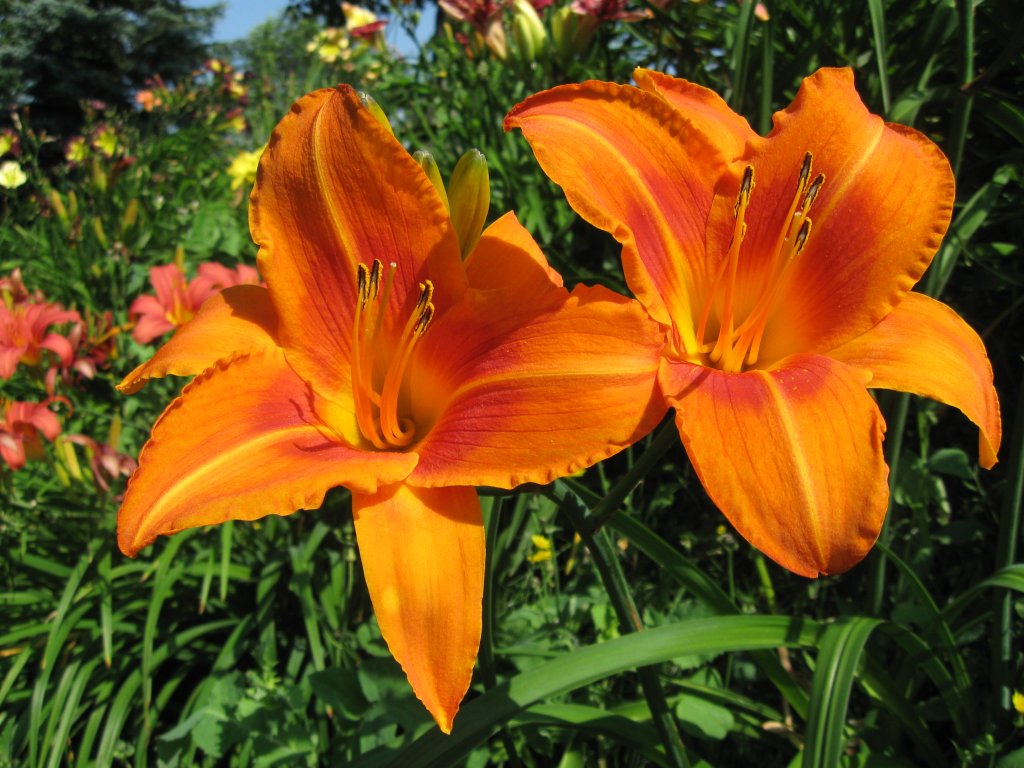 denivka 'Burning Daylight' (Hemerocallis 'Burning Daylight')
