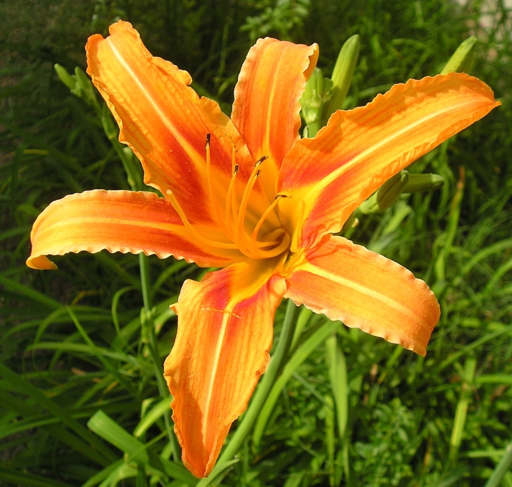 denivka (Hemerocallis)