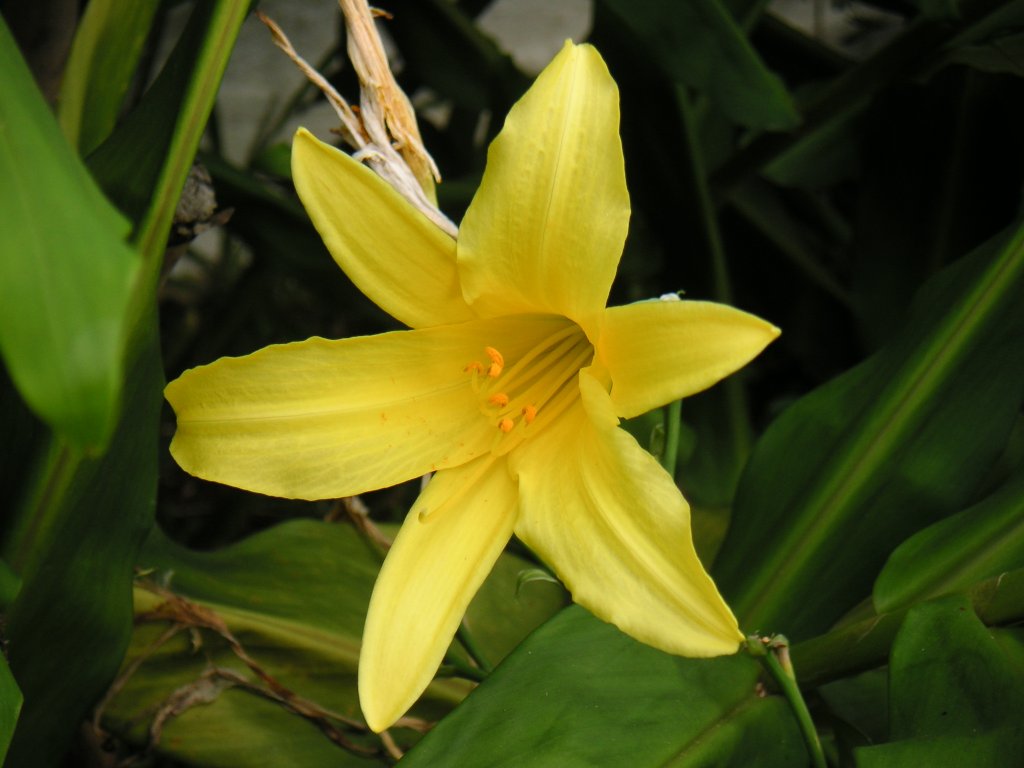 denivka menšia (Hemerocallis minor)