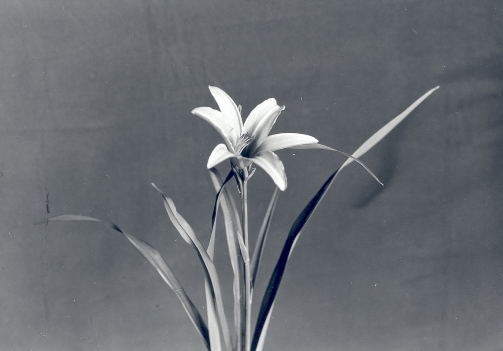 denivka oranžová (Hemerocallis aurantiaca)
