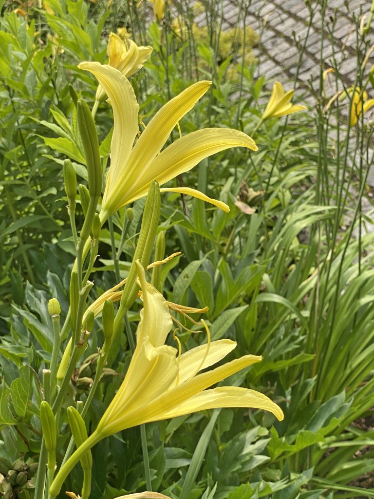 denivka žltá (Hemerocallis lilio-asphodelus)