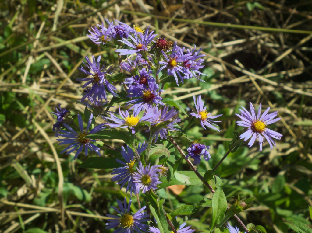 hvezdnica purpurová (Aster puniceus)