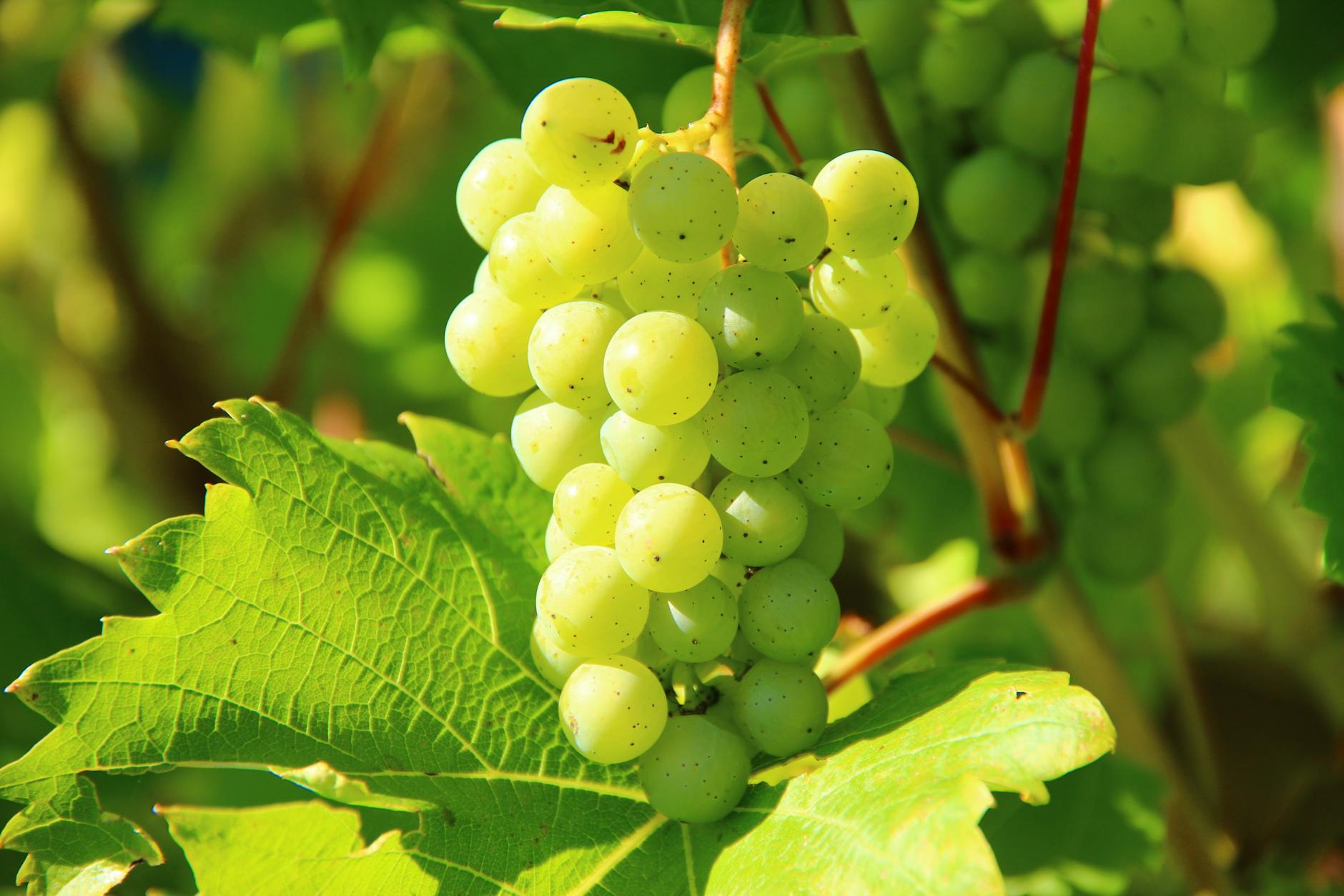 Akostné biele odrody Rizling, Tramín, Chardonnay a Sauvignon blanc