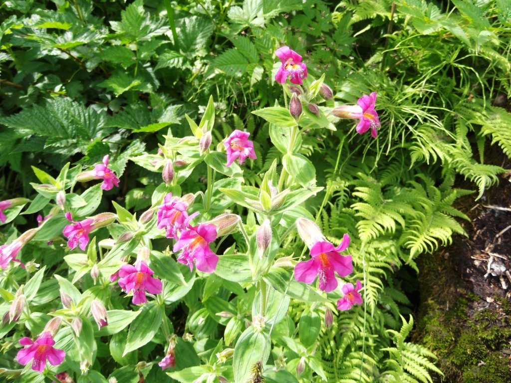 klejivka Lewisova (Mimulus lewisii)