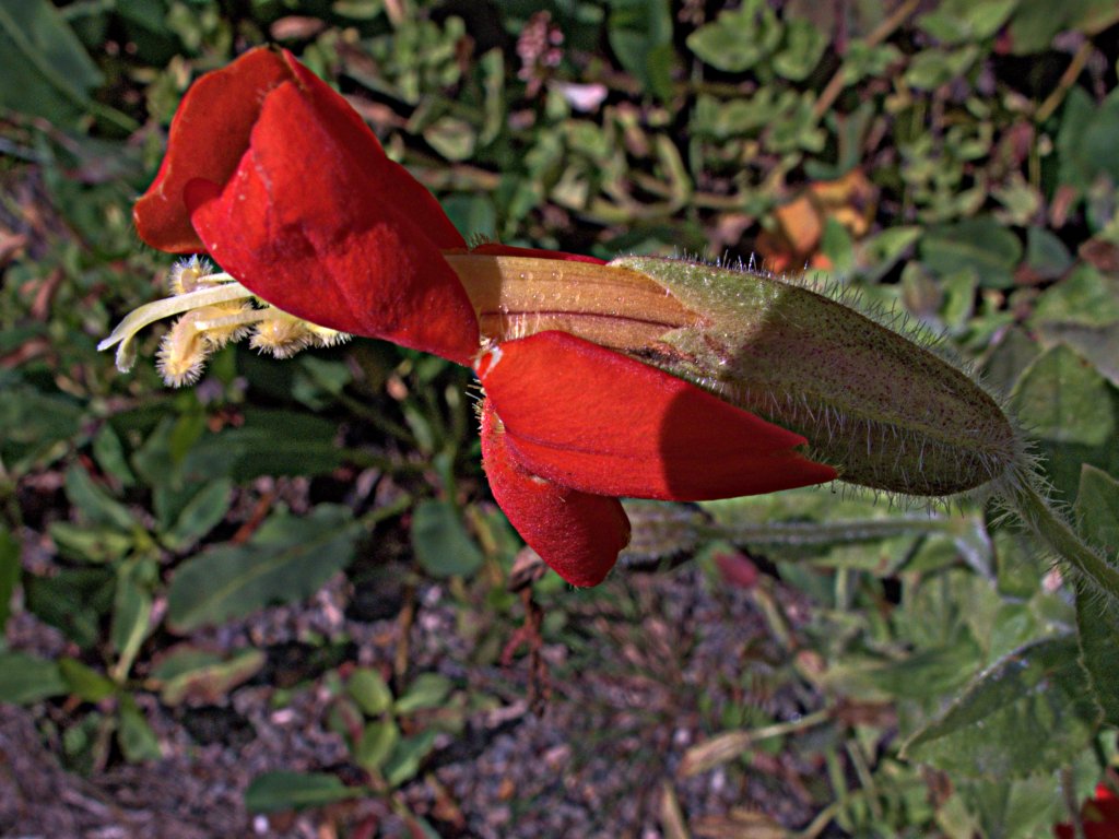 opičiak šarlátový (Mimulus cardinalis)
