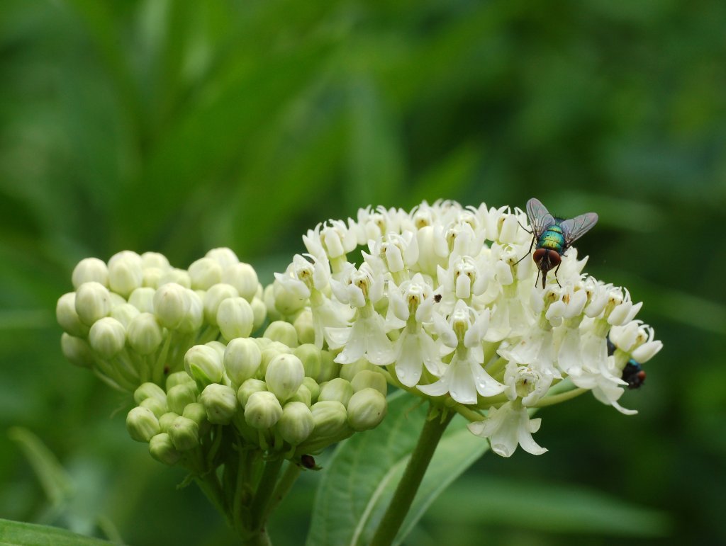 klejicha (Asclepias incarnata)