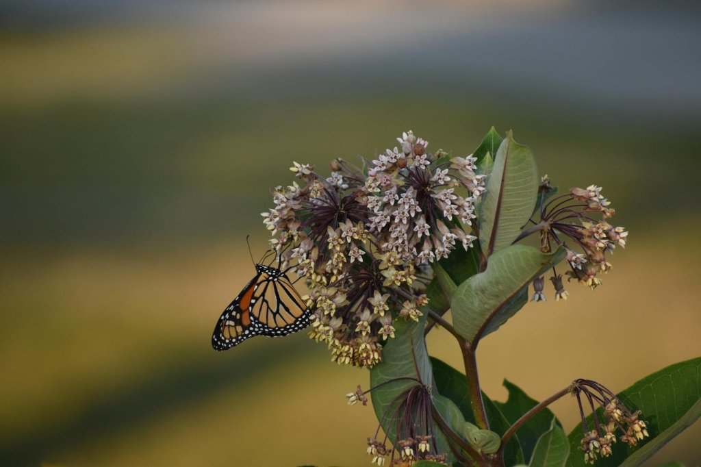 klejicha biela (Asclepias incarnata var. alba)