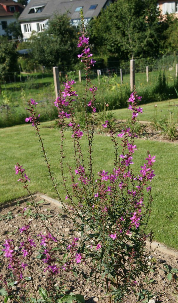 kyprina prútnatá (Lythrum virgatum)