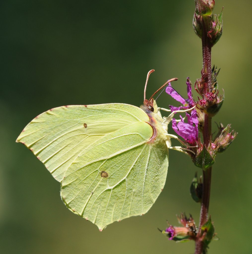 vŕbica prímorská (Lythrum salicaria)