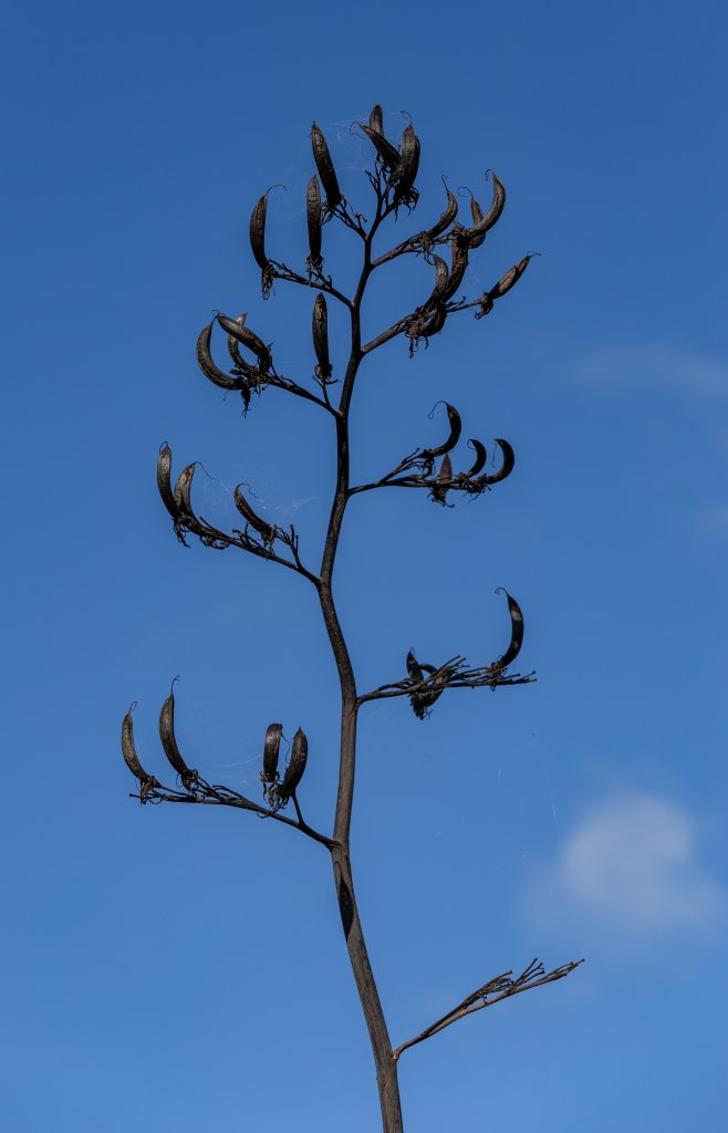 lenovník (Phormium tenax)
