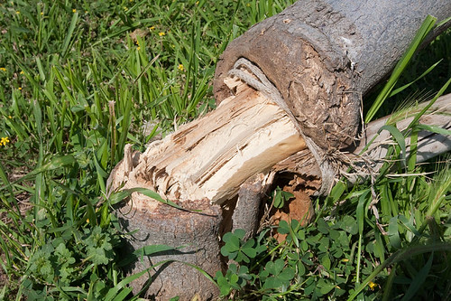 Mechanické poškodenie spôsobené úväzkami mladých stromov