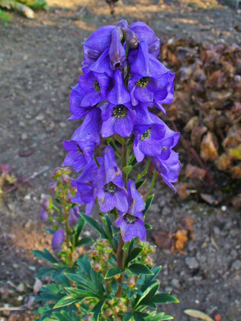 oméj (Aconitum)