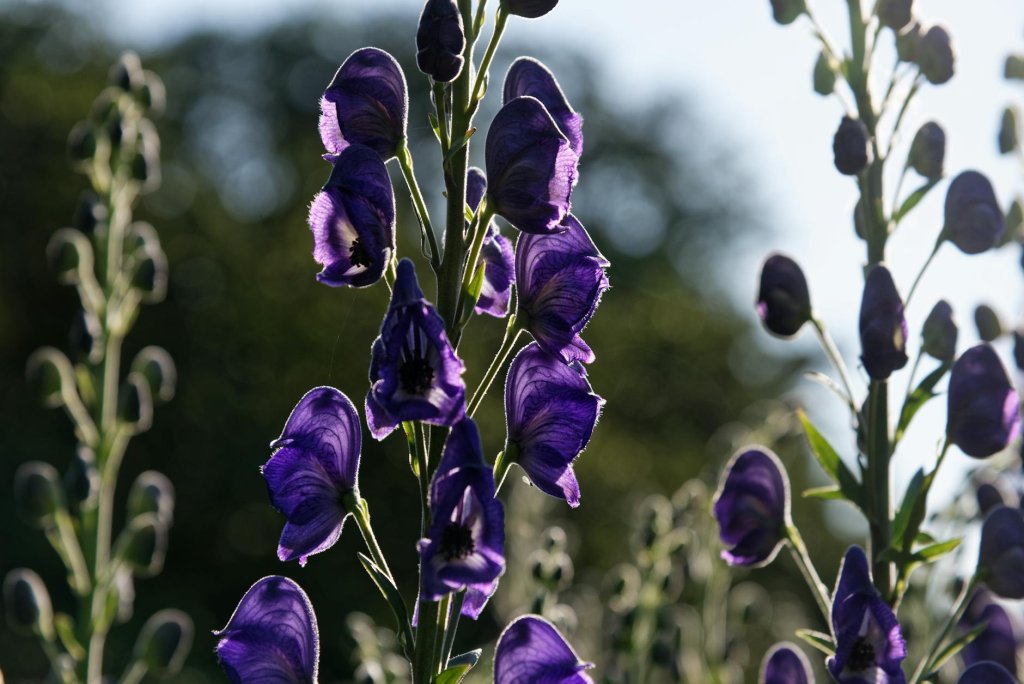 prilbica šalamúnka 'Spark's Variety' (Aconitum napellus 'Spark's Variety')
