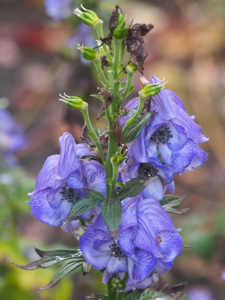 omet Wilsonov (Aconitum wilsonii)