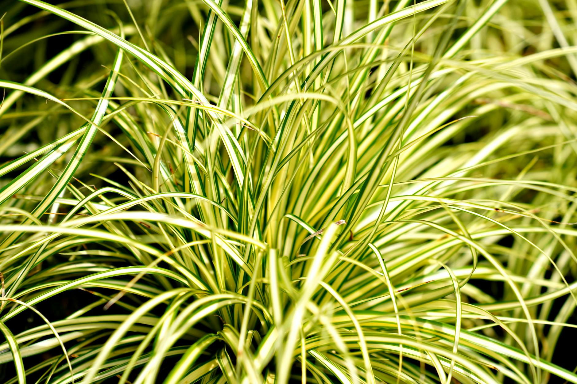 Žltopestrá ostrica (Carex) s previsnutými, krémovožlto pruhovanými listami