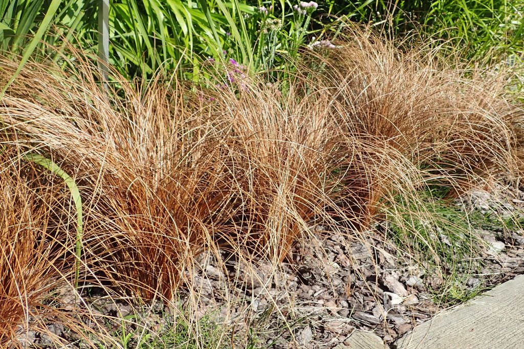 ostrica chocholatá (Carex comans)