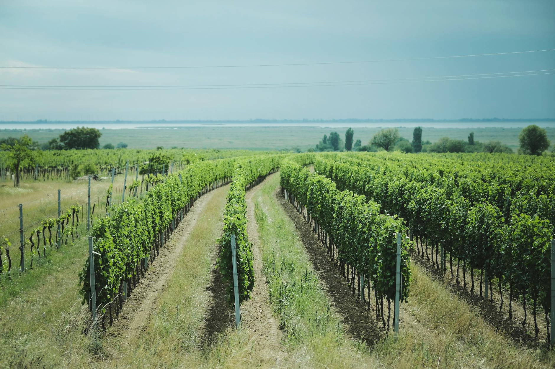 Starostlivosť o mladú vinicu v prvom roku – kyprenie, prihnojovanie a zálievka