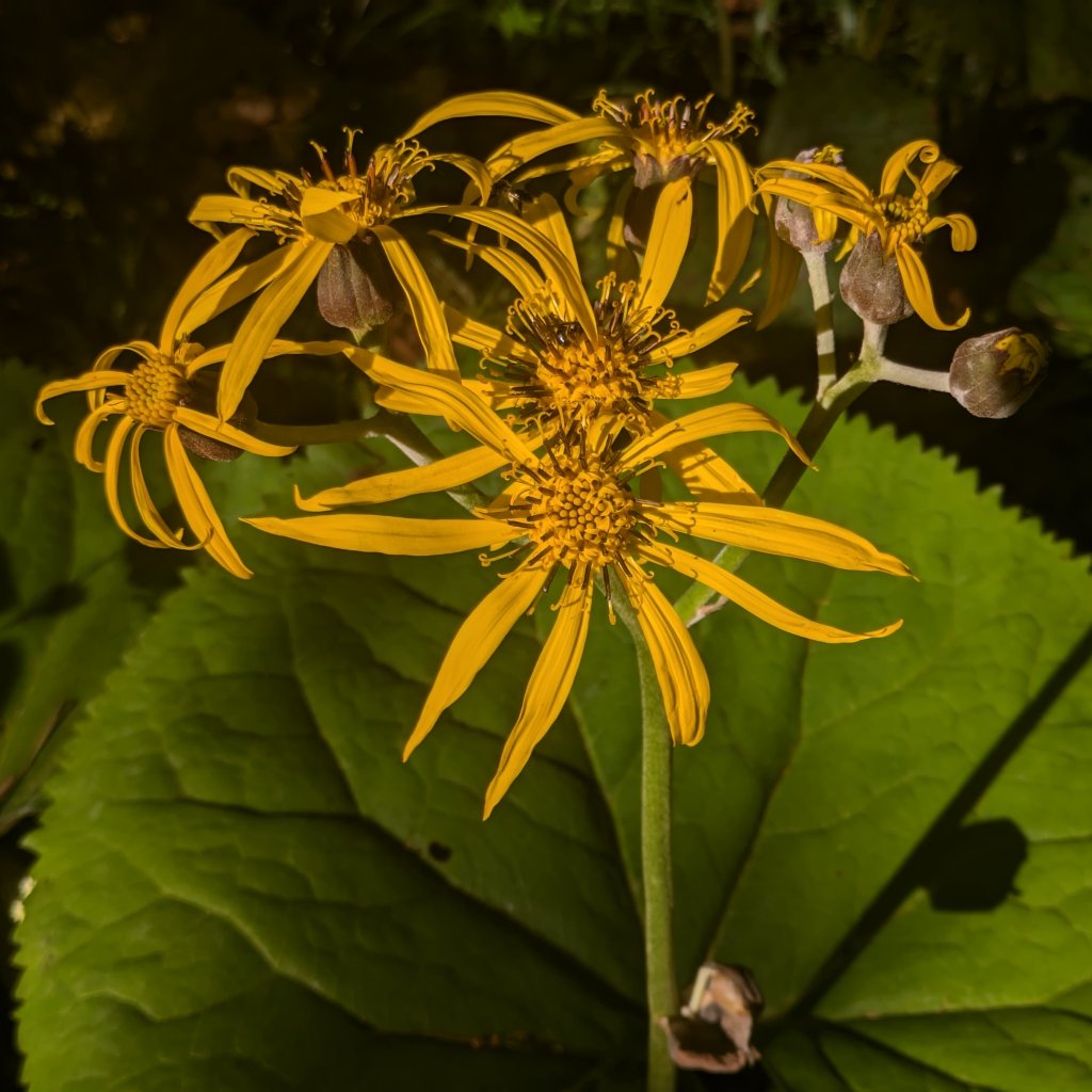 ligulária (Ligularia clivorum)