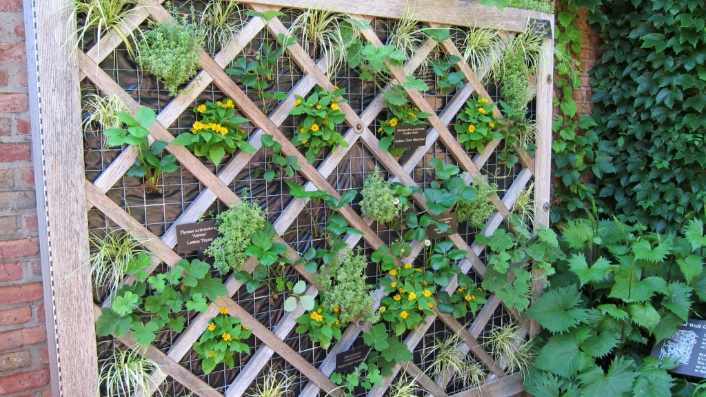 ligulária 'The Rocket' (Ligularia stenocephala 'The Rocket')