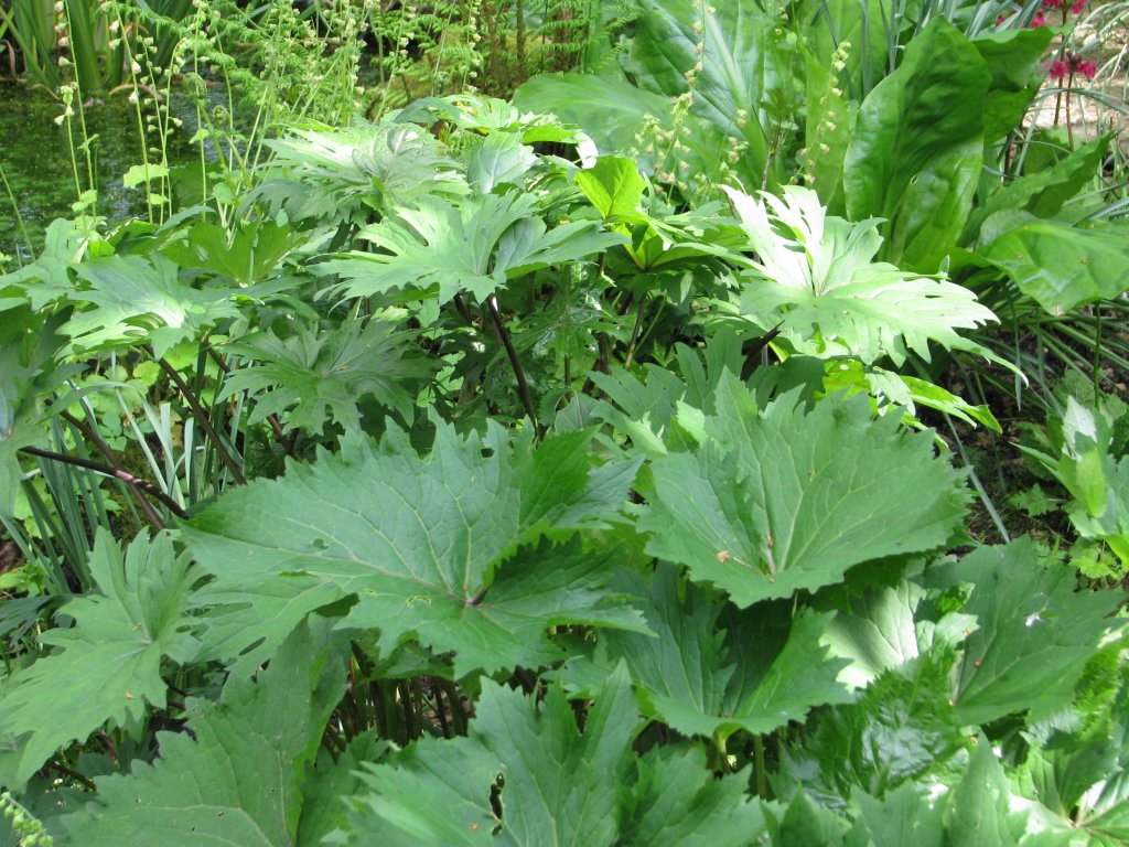 ligulária Veitchova (Ligularia veitchiana)