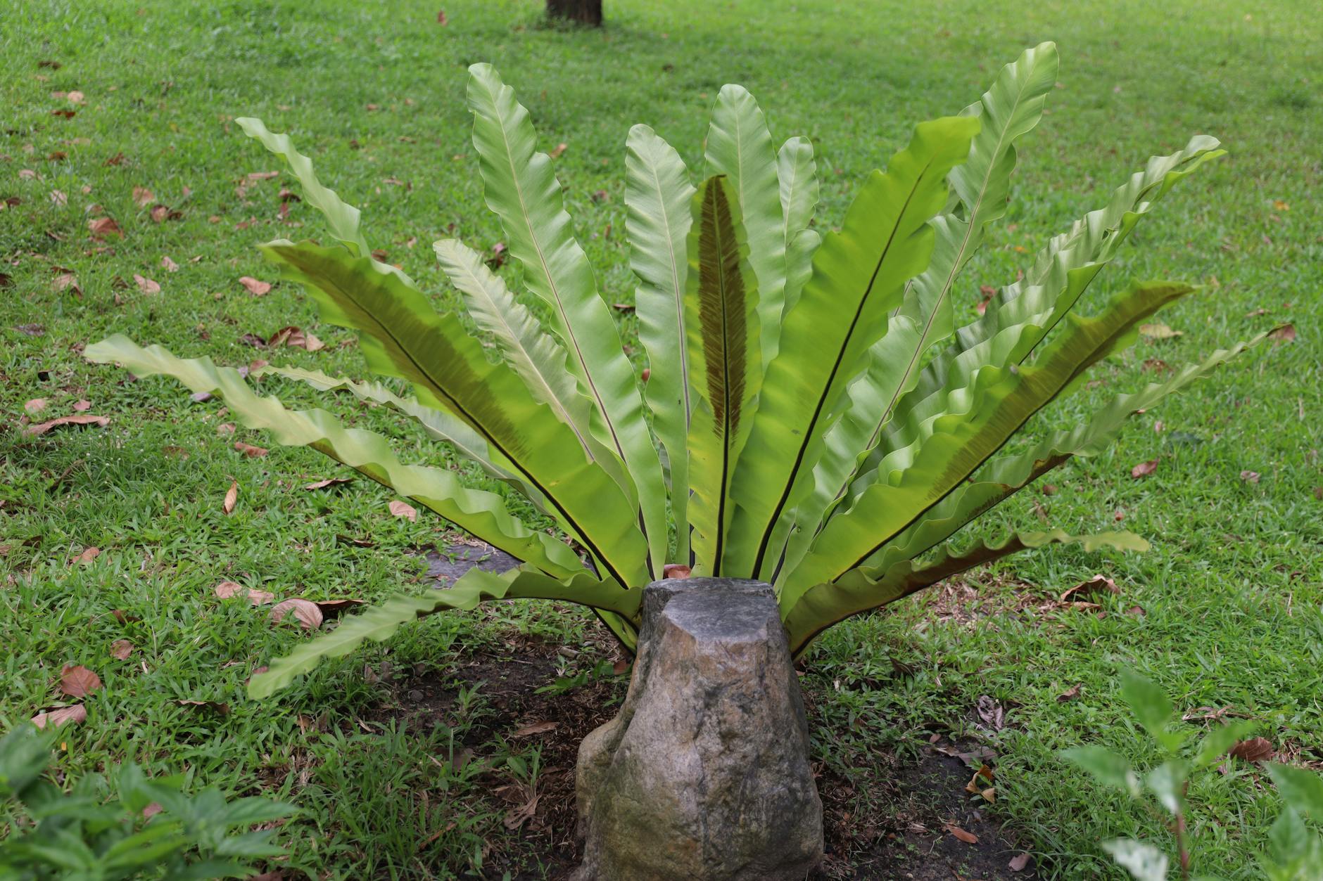Papraď s lievikovitou ružicou listov (Asplenium nidus) pri kameni v trávniku