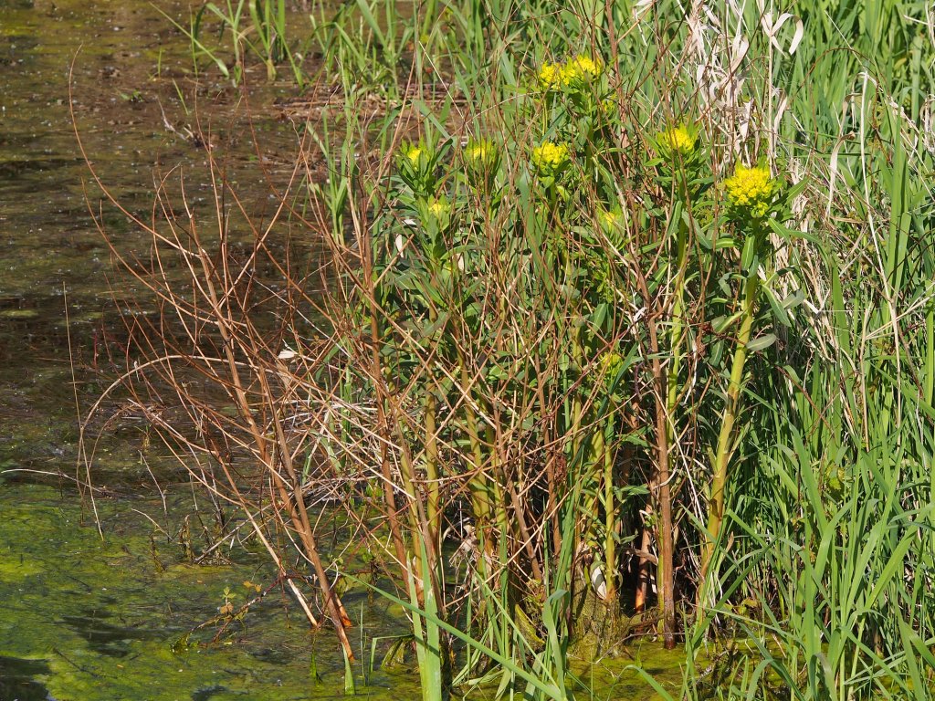 pryšec močiarny (Euphorbia palustris)