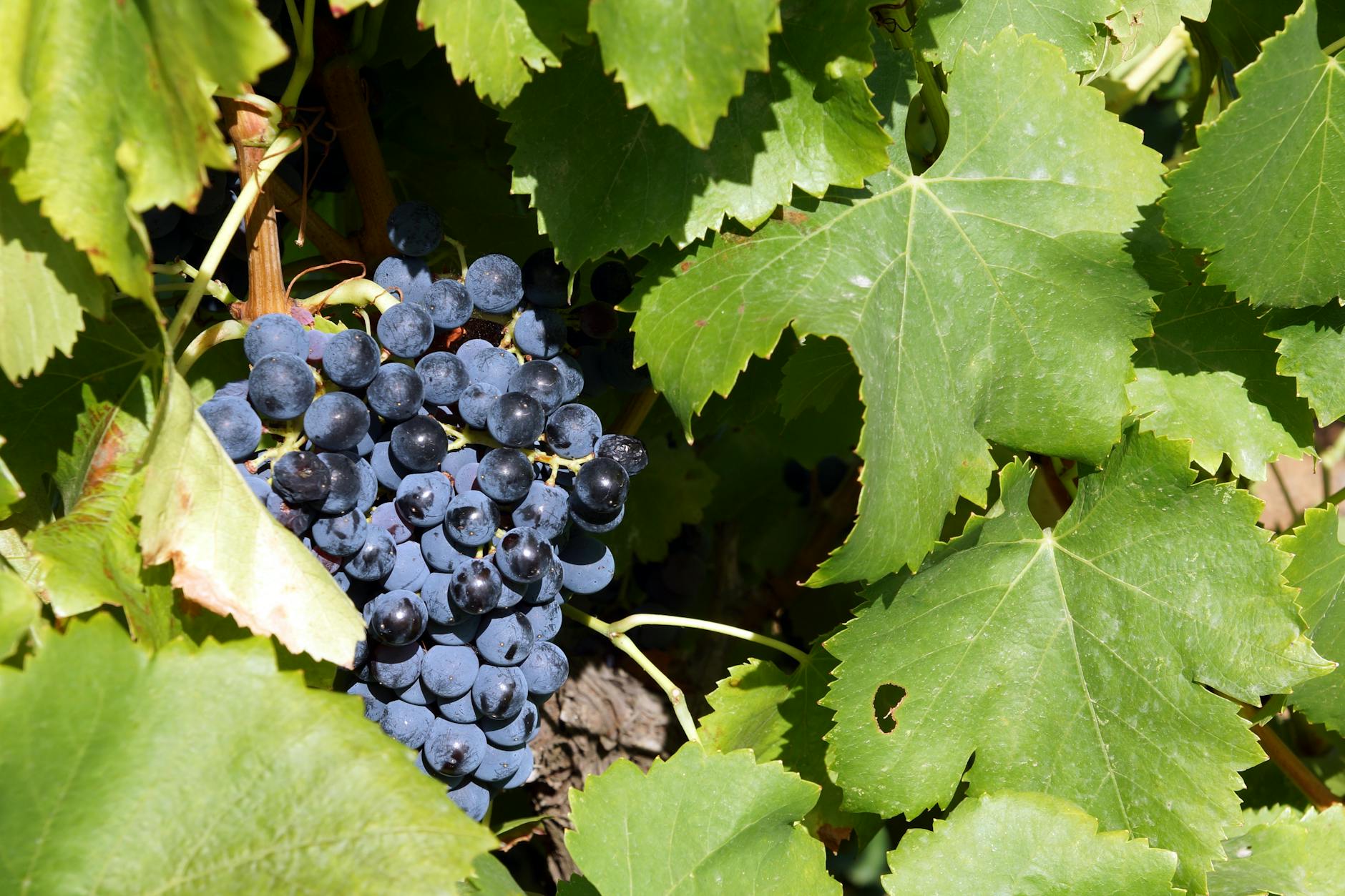 Pôvodné americké druhy Vitis riparia, rupestris a berlandieri ako podpníky