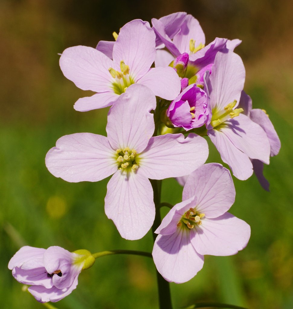 žerucha lúčna (Cardamine pratensis)