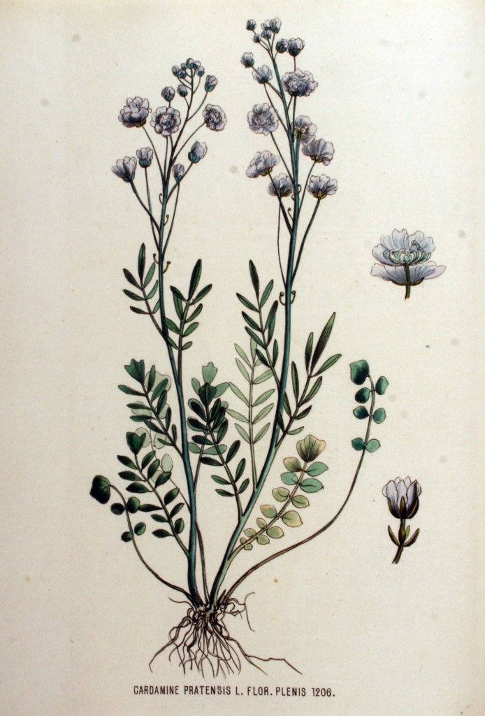 žerucha lúčna 'Flore Pleno' (Cardamine pratensis 'Flore Pleno')
