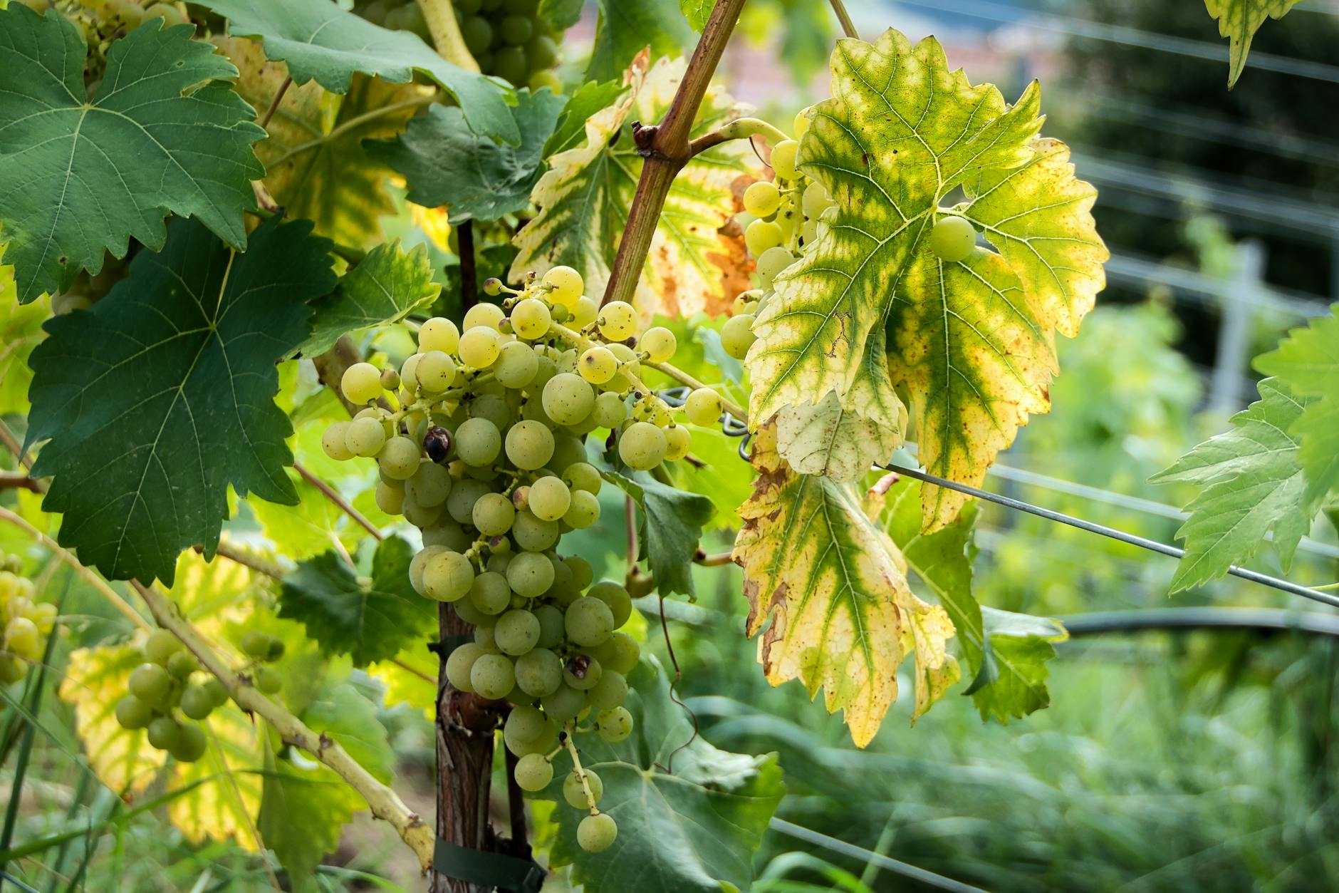 Vinič hroznorodý: vlastnosti, odrody a vegetačný cyklus