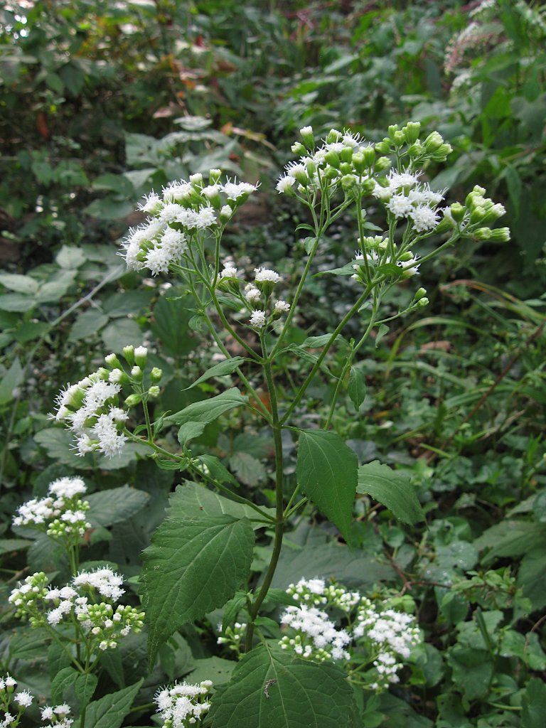 sadec (Eupatorium ageratoides)
