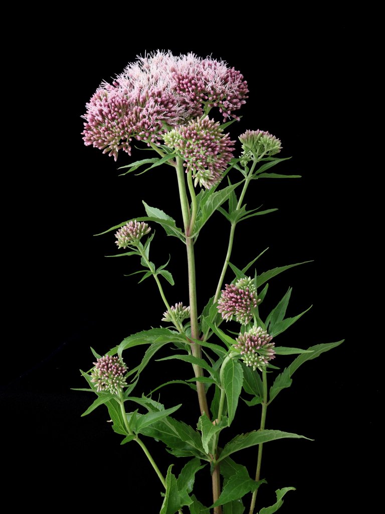 sadec konopáčový (Eupatorium cannabinum)