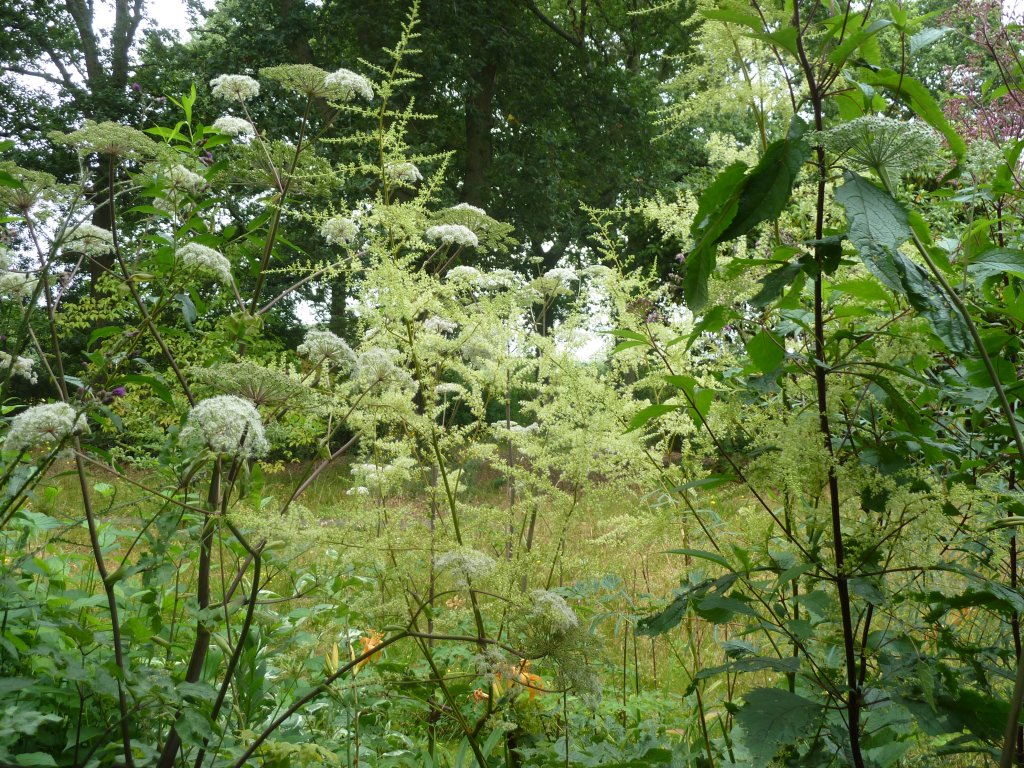 sadec škvrnitý 'Atropurpureum' (Eupatorium maculatum 'Atropurpureum')