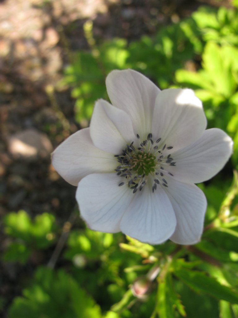 sasanka (Anemone rivularis)