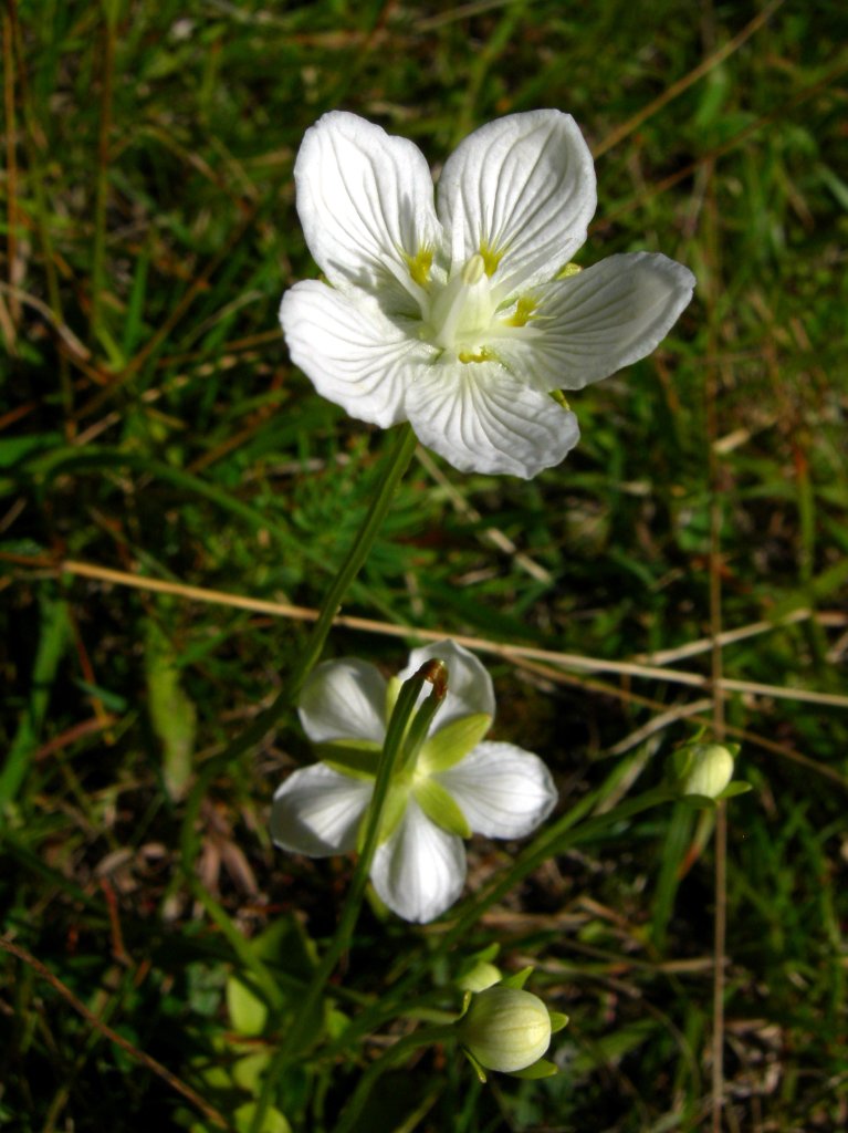 tolija močiarna (Parnassia palustris)