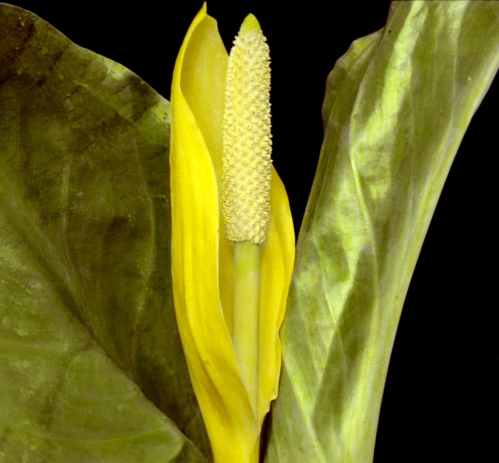 toulcovka americká (Lysichiton americanum)