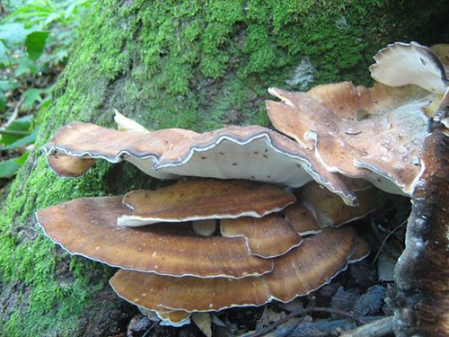 Vejárovec obrovský (trsnatec obrovský)