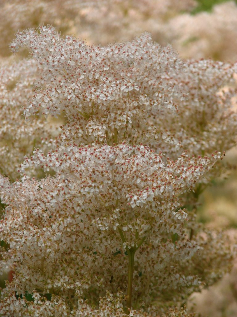 tužobník dlanitý (Filipendula palmata)