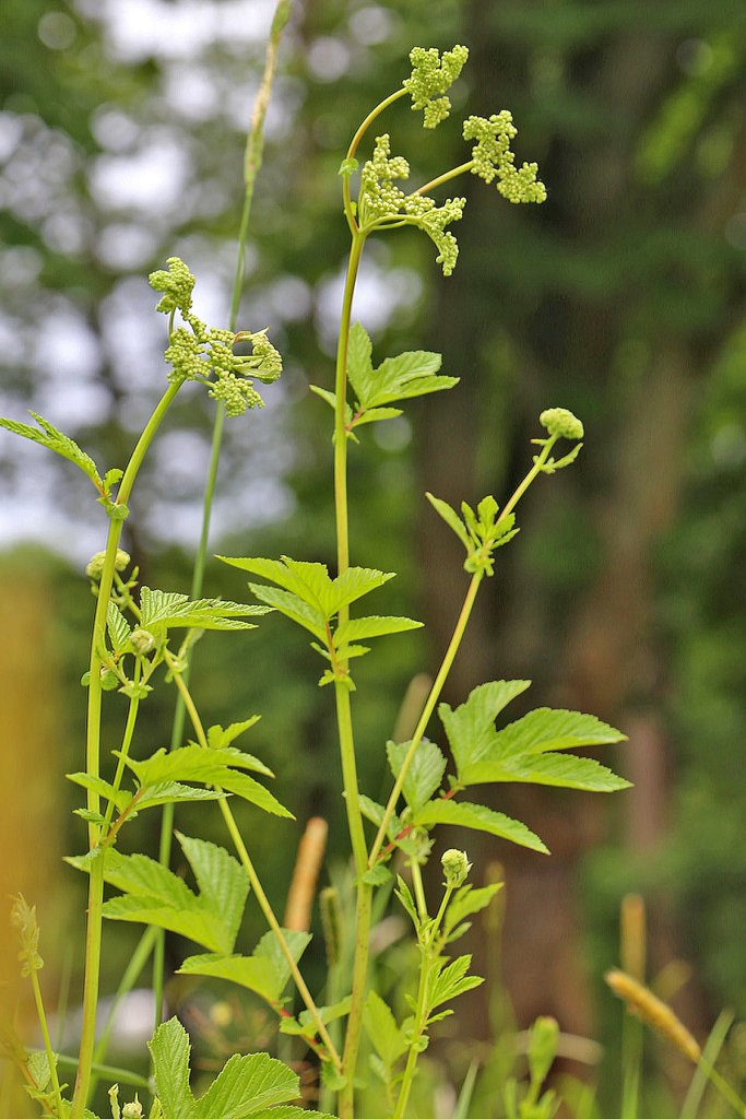 tužobník brestový (Filipendula ulmaria)