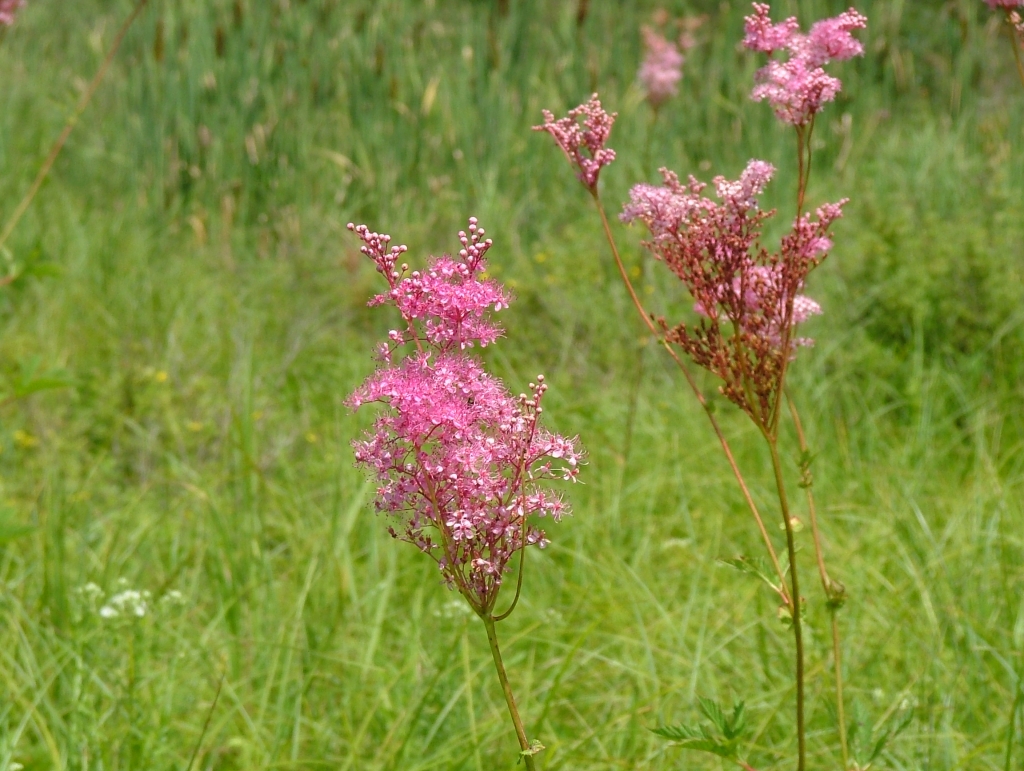tužobník purpurový (Filipendula rubra)