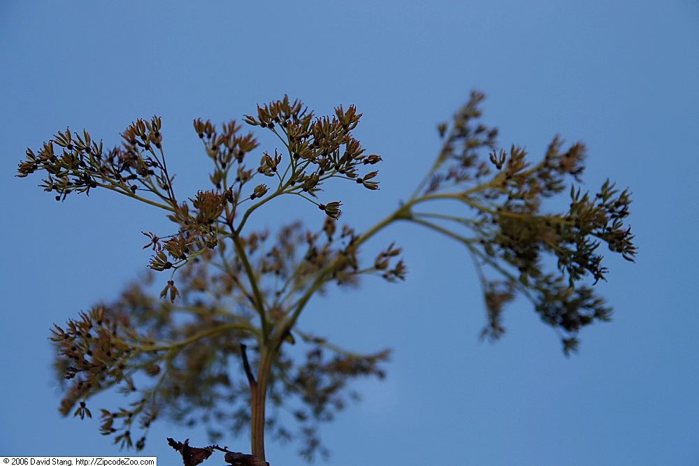 tužobník purpurový 'Magnifica' (Filipendula rubra 'Magnifica')