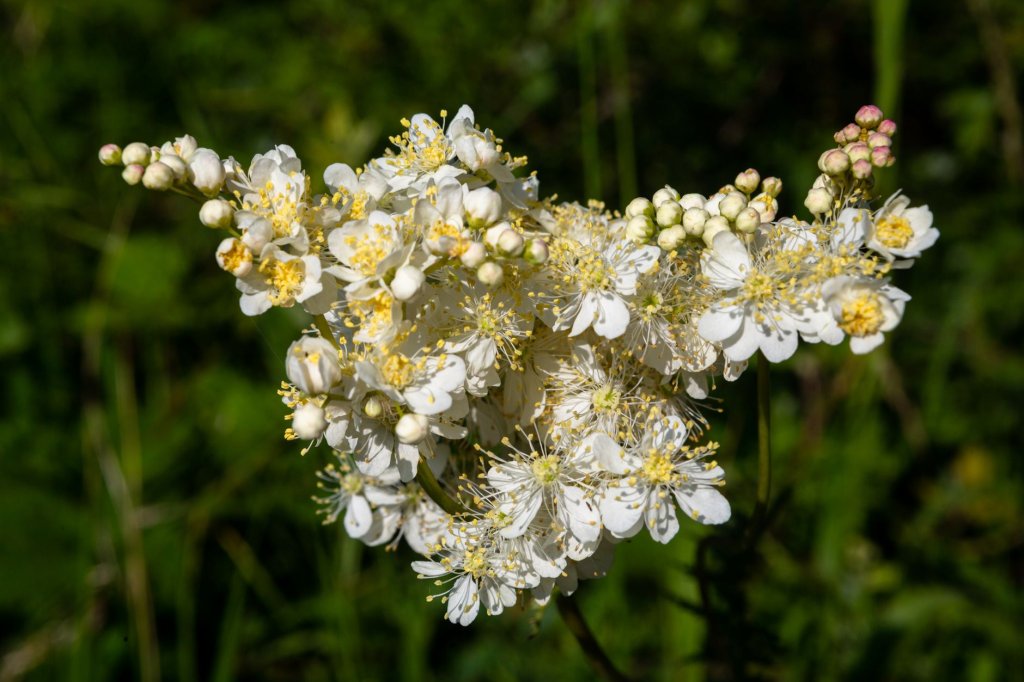 tužobník plnokvetý (Filipendula hexapetala var. flore pleno)