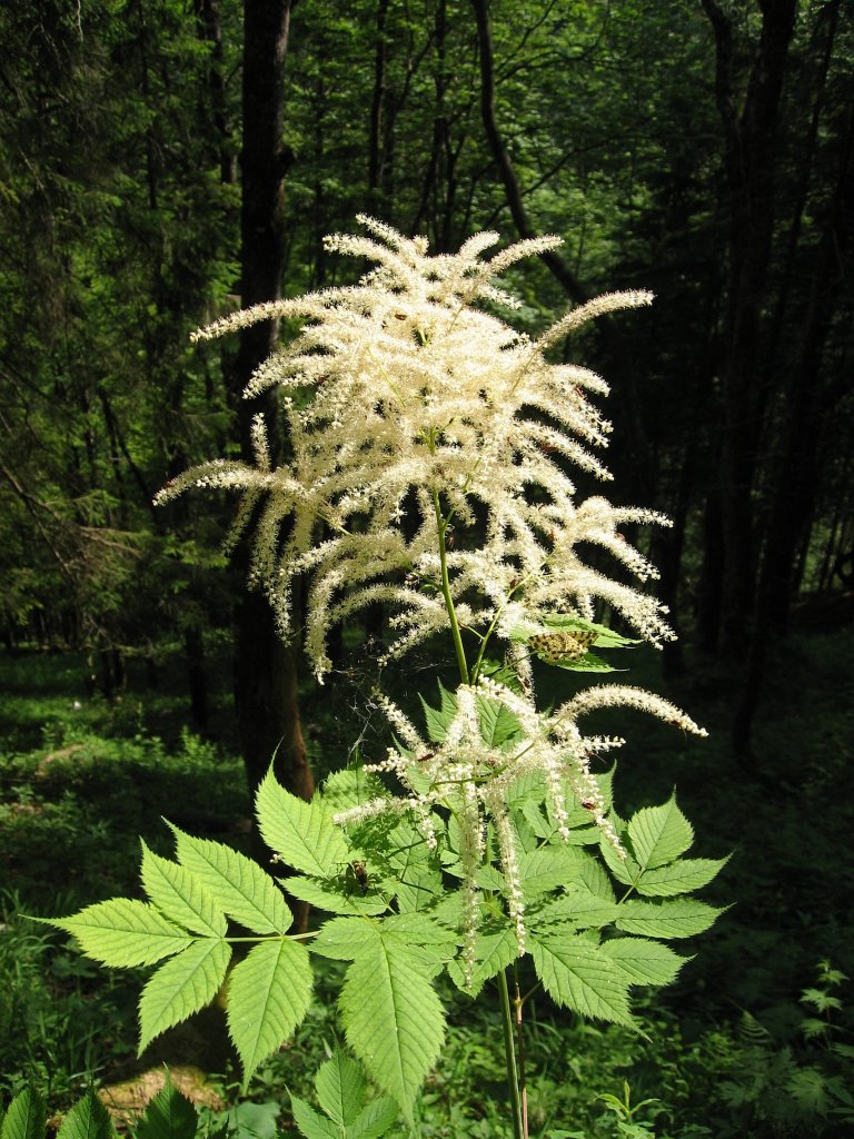 udatná dvojdomá (Aruncus dioicus)