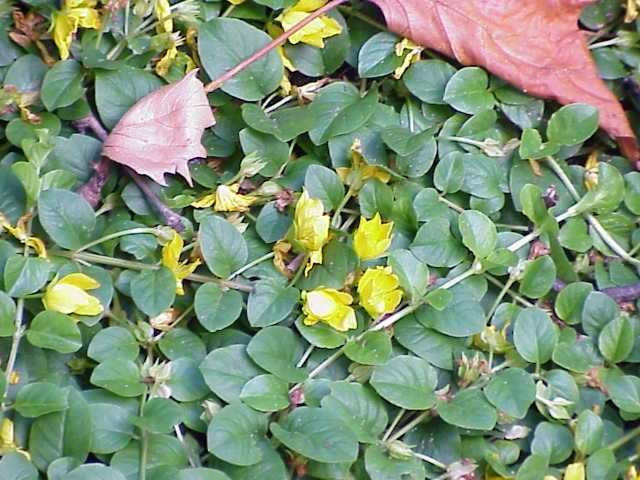 vrbina peniazkova (Lysimachia nummularia)